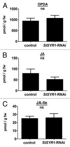 Figure 3. Accumulation of jasmonates is not altered in StSYR1-RNAi plants. Plants were grown for three weeks in a phytochamber with 16 h light (140 µE) at 60% humidity and 20°C. Leaf material of healthy plants was sampled and used for the extraction of jasmonates. Concentrations of 12-oxo-phytodienoic acid [OPDA; (A), JA (B) and JA-isoleucine (JA-Ile; (C)] are plotted. Control, wild type and empty vector-transformed plants; StSYR1-RNAi, StSYR1-RNAi construct-transformed lines; fw, fresh weight. The experiment was done twice with similar results with at least ten independent StSYR1-RNAi lines. No statistically significant differences between control and StSYR1-RNAi lines were measured (ns, not significant; GraphPad Prism 5, Mann-Whitney-Test).