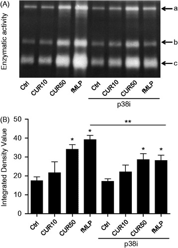 Figure 4. Ability of curcumin to increase gelatinase activity is unaffected by p38 MAPK inhibitor. PMN (10 × 106 cells/ml complete RPMI 1640) were pre-incubated with diluent or 2 μM of p38 MAPK inhibitor (p38i) for 30 min, and then treated for 30 min with buffer (Ctrl), 10 μM curcumin (CUR10), 50 μM curcumin (CUR50), or 10−9 M fMLP; supernatants were then harvested and underwent zymography assays. (A) Results from one representative experiment showing the three gelatinase activities (A, B, C). (D) Densitometric analysis of the three detected gelatinase activities were added together as each was similarly affected. Results are mean ± SEM (n ≥ 3). *p < 0.05 versus Ctrl; **p < 0.05 fLMP without p38i versus fMLP with p38i.