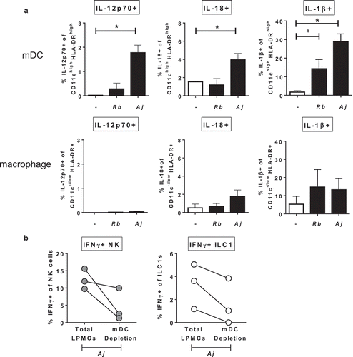 Figure 6. Myeloid dendritic cells producing cytokines in response to Gram-negative commensal bacteria promote IFNγ production by Group 1 ILCs. (a) Percentages of IL-12p70+, IL-18+, or IL-1β+ mDCs or macrophages after LPMC exposure to no bacteria control (-), A. junii (Aj) or R. bromii (Rb). N = 4. (b) Percentages of IFNγ+ NK cells or ILC1s after LPMC exposure to A. junii with no depletion control (total LPMCs) or mDC depletion. N = 3. Bars are mean + S.E.M. Statistical analysis performed was one-way ANOVA comparing the mean of each column with the mean of the control column (no bacteria). *p < .05, #p = .0637.