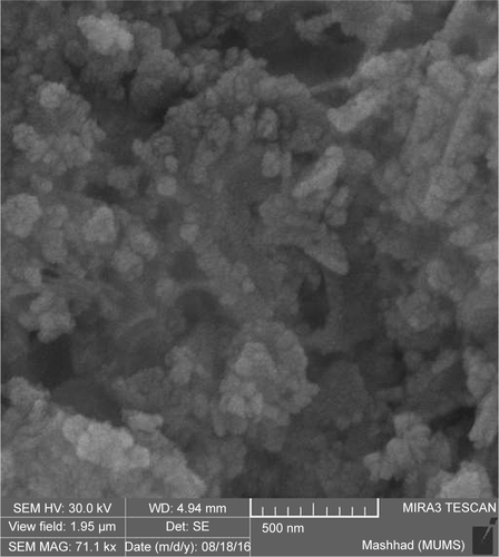 Figure S2 FESEM image of CNPs.Abbreviation: CNP, cerium oxide nanoparticle.