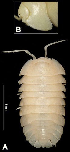 Figure 1. Armadillidium virgo n. sp., female. A, dorsal view; B, cephalon and pereionite 1. Scale bar: 9 mm.