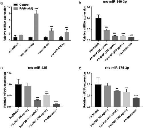 Figure 3. The effects of PSP on miRNAs expression in the PA-treated L6 myotubes. (a) miRNAs expression in control and PA-treated L6 myotubes as measured by qRT-PCR. ***P < 0.001. (b-d) rno-miR-340-3p (b), rno-miR-425 (c), and rno-miR-675 (d) expression as measured by qRT-PCR after PSP treatment of PA-treated L6 myotubes. **P < 0.01 and ***P < 0.001, treatment group vs PA group. PSP: Polygonatum sibiricum polysaccharide; PA: palmitic acid