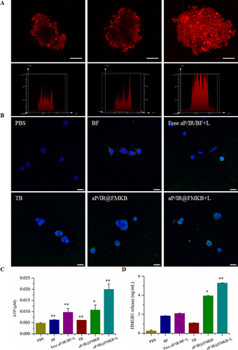 Figure 3 In vitro evaluation of aP/IR@FMKB in 4T1 breast cancer cells.