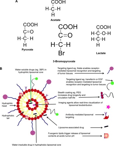 Figure 1 3BP structure and delivery.Notes: (A) 3BP is similar in structure to pyruvate (precursor of Krebs cycle), lactate (Warburg effect) and acetate (precursor of lipogenesis). 3BP acts as an antimetabolite to these vital metabolic substrates for cancer cells. (B) Liposomal formulations of 3BP may improve delivery, metabolism, targeting, monitoring and potentiate 3BP-induced anticancer effects.Abbreviations: 3BP, 3-Bromopyruvate; EGF, epidermal growth factor; PEG, polyethylene glycol.