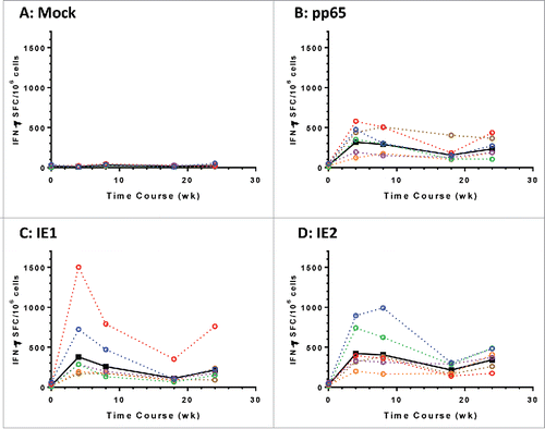 Figure 5. Modified HCMV antigens immunogenic in nonhuman primates. T cell responses in six rhesus macaques immunized with a mixture of Ad6 vector vaccines at day 0 and wk 20. The mixture contains Ad6-mpp65, Ad6-mIE1 and Ad6-mIE2 at 1 × 1010 vp per construct. PBMCs were assessed for IFN-γ secretion pre-vaccination and at weeks 4, 8, 18 and 24 post vaccination in ELISPOT assay. PBMCs were stimulated with DMSO control (A), pp65 peptide pool (B), IE1 peptide pool (C) or IE2 peptide pool (D). IFN-γ secreting cell numbers per 1 × 106 PBMCs for each monkey were plotted in colored dashed lines and geometric mean values from all monkeys were plotted in solid black line. Number of spot forming cells (SFC) on y axis was plotted against time points of PBMC sampling.