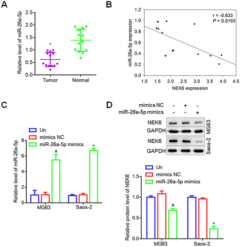 Figure 6 miR-26a-5p expression in osteosarcoma and cells. (A) The expression levels of miR-26a-5p in patients with osteosarcoma. (B) The correlation between miR-26a-5p expression and NEK6 expression. (C) miR-26a-5p expression regulated by miR-26a-5p mimics in MG63 and Saos-2 cells. (D) The protein levels of NEK6 were inhibited by miR-26a-5p in MG63 and Saos-2 cells. *P<0.05 vs normal tissues, #P<0.05 vs untreated (Un) and si-NC treated cells in MG63 cells, ^P<0.05 vs untreated (Un) and si-NC treated cells in Saos-2 cells.