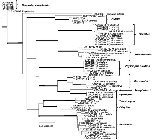 Fig. 18. PhyML analysis based on the 59 nuclear ribosomal LSU region. Boldface lines indicate bootstrap support greater than 90%.