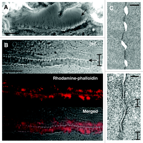 Figure 2. Fine structure at the site of cell contact between osteoclasts. (A) DIC image of osteoclast at day 4. The image shows the space between two osteoclasts. An osteoclast at lower position extends many thin processes at the cell surface (arrow). Bar, 10 µm. (B) The interface of two osteoclasts forms the zipper-like structure. Bracket indicates the short axis of the zipper-like structure. Arrow indicates the apparent physical links at the interface of two osteoclasts in the zipper-like structure. Upper, DIC image. Middle, rhodamine-phalloidin staining. Lower, merged image. Bar, 10 µm. (C) Transmission electron microscopy of the interface of two osteoclasts. Two osteoclasts attach to each other with gaps. Bar, 500 nm. (D) Apposed plasma membranes often contain fuzzy areas. Brackets indicate the fuzzy area. Bar, 100 nm.