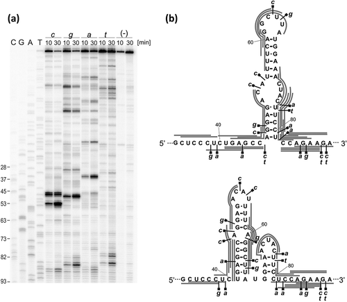 Figure 5. Accessibility mapping of the G33 – A89 region of the mRNA-122 to oligonucleotide hybridization using short oligonucleotide libraries and RNase H hydrolysis. (a) Autoradiogram shows the products of RNase H cleavage identified by reverse transcription with 5ʹ-end-32P-labeled DNA primer. cDNA products were analyzed using a 8% polyacrylamide gel. Lanes: c, g, a, t: reactions with RNase H in the presence of semi-random libraries for 10 and 30 min; (-): control reaction; C, G, T, A: sequencing lines. Selected cytosine residues are labeled on the left of each autoradiogram. (b) Two alternative secondary structure models of the G33 – A89 region with RNase H cleavage sites indicated. The most probable positions of oligonucleotide hybridization are marked as gray lines.