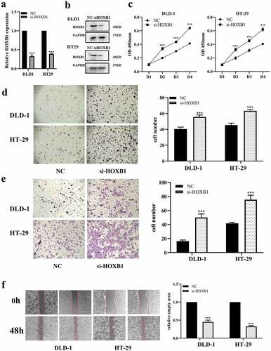 Figure 4. HOXB1 promotes CRC growth and migration while it is knocking down. (a,b) The mRNA and protein of HOXB1 affected by si-HOXB1 siRNAs in CRC. (c) CCK-8 assay with si-HOXB1. (d) Colony formation test for cell growth with si-HOXB1 in CRC. (e,f) Transwell and wound-healing assay for cell migration with si-HOXB1 in CRC. *P < 0.05 and **P < 0.01