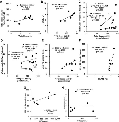 Figure 5 The relationship between weight gain versus total lipase activity (A), total lipase activity versus WATs (B), red muscle; soleus and adductor (C), white muscle; gastrocnemius and vastus lateralis (D) and liver TG (E), HbA1c versus liver TG (F), and GIP versus LPL activity (G) and insulin (H) on the SKL-14959 group in DIO mice. Note; Plasma insulin in the treatment group was excluded one data because of technical trouble in the assay, resulting was n=7.