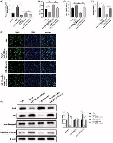 Figure 5. MiR-128-3p inhibitors alleviate the protective effect of omentin against H2O2-induced apoptosis. (A) The changes of miR-128-3p expression level after treated with H2O2, H2O2 + miR-128-3p inhibitor, H2O2 + omentin, H2O2 + omentin + miR-128-3p inhibitor. (B–D) The cell viability of PC12 cells in different groups were detected by CCK8 assay (B), and the cell apoptosis rates were detected by TUNEL assay (C,D). (E) The cell apoptosis rates were detected by flow cytometry. (F) The effect of H2O2, miR-128-3p inhibitor, and omentin on the expression of proteins related to apoptosis were detected by Western blotting assay. Results were presented as mean ± SD (n = 3) (*p<.05; **p<.01).