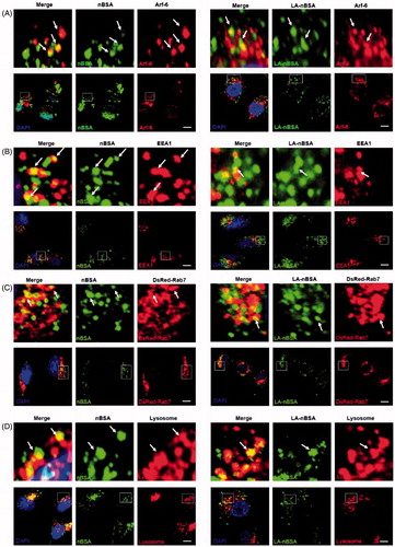 Figure 2. The LA-nBSA enters the cells through Arf-6-dependent endocytosis. (A,B) Confocal images of MCF-7 cells treated with 1 mg mL–1 FITC-labeled nBSA and FITC-labeled LA-nBSA for 20 h. Arf-6 and EEA1 were detected with primary antibody against Arf-6 and EEA1, respectively. (C) DsRed-Rab7 transfected MCF-7 cells and then treated with 1 mg mL−1 FITC-labeled nBSA and LA-nBSA for 20 h, respectively. (D) For lysosome detection, the MCF-7 cells were treated with 1 mg/mL FITC-labeled nBSA and LA-nBSA for 20 h, respectively, and then co-treated with Lyso-Tracker Red probes for 1 h. Scale bars: 10 μm.