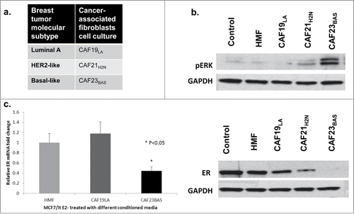 Figure 2. CAF23BAS conditioned media leads to estrogen receptor repression. (A) Table showing the 3 different types of cancer associated fibroblasts (CAFs) cell cultures isolated from 3 different primary breast tumors. (B) Western blot data showing ER (4h) and pERK (20min) expression when MCF-7/lt E2- cells are treated with different CAF-CM. GAPDH used as loading control. (C) qPCR data showing ER mRNA expression when treated with different CAF-CM.