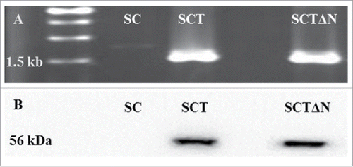 Figure 4. PCR confirmation of the recombinant expression vector pGAPZC-tps1 (A) and Over-expression of TPS (B) in SC (wild strain), SCT (tps1 overexpression strain) and SCTΔN (tps1 overexpression and nth1 deletion strain).
