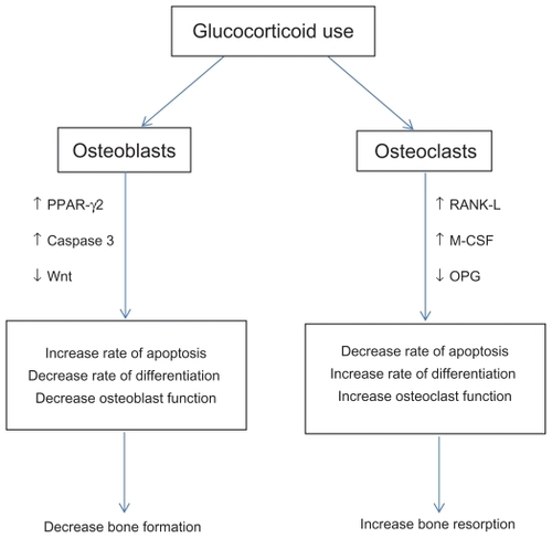 Figure 1 Downstream effect of glucocorticoids on bone metabolism.