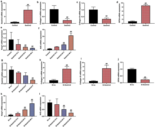 Figure 2. Sestrin2 gene reduced fibrosis in vitro model of AMI.