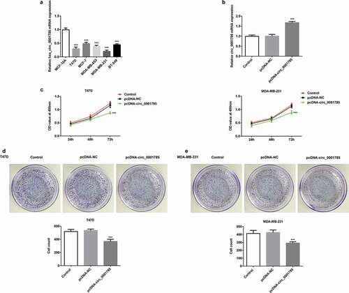 Figure 1. Circ_0001785 is lowly expressed and circ_0001785 overexpression inhibits the breast cancer cell proliferation. (a) Circ_0001785 expression in various breast cancer cell lines. ***p < 0.001 vs. MCF-10A. (b) The transfection efficiency of circ_0001785 overexpressed plasmid was measured by qRT-PCR. ***p < 0.001 vs. pcDNA-NC. (c) The effect of circ_0001785 overexpression on T47D and MDA-MB-231 cells proliferation was measured by CCK-8 assay at 24, 48 and 72 h. ***p < 0.001 vs. pcDNA-NC. (d-e) Colony formation assay was performed to determine the effect of circ_0001785 overexpression on the proliferation abilities of T47D and MDA-MB-231 cells. ***p < 0.001 vs. pcDNA-NC