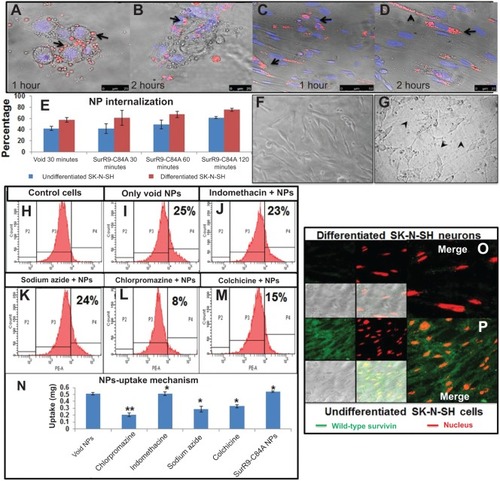 Figure 2 A–P Determination of NP internalization and uptake mechanism.Notes: (A, B) Undifferentiated and (C, D) differentiated SK-N-SH cells. Cells were incubated with SurR9-C84A NPs, and within 1 hour NPs accumulated around the perinuclear spaces, followed by nuclear localization in 2 hours. Arrows represent the rhodamine-labeled NPs. (E) Histogram representing average ± standard deviation of the NPs present inside the cells counted in five different fields. (F) SK-N-SH cells before and (G) after treatment with retinoic acid 20 μM. Cells were considered to be differentiated with the development of neurite processes, as indicated with arrowheads. (H–M) Flow cytometry confirming the NP-uptake mechanism through clathrin-mediated endocytosis. Chlorpromazine a clathrin-mediated endocytic inhibitor showed significant (2.5-fold) reduction in the uptake compared to the controls, while sodium azide and colchicine lowered uptake by 1.7- and 1.5-fold, respectively. Thus, it confirmed the involvement of energy dependent and macropinocytosis uptake mechanisms. (N) The NP-uptake mechanism was redetermined by pretreating the cells with the endocytic inhibitors chlorpromazine (10 μg/mL, clathrin-mediated endocytosis), indomethacin (10 μg/mL, caveolae-mediated endocytosis), sodium azide (2 μg/mL), and colchicine (5 μg/mL, pinocytosis) for 1 hour, followed by rhodamine-labeled NPs incubation for 4 hours at 1 mg/mL concentration. After treatment, cells were washed with phosphate-buffered saline to remove free NPs, and then the cells were lysed with 1% Triton-X in 0.2 M NaOH. The resulting fluorescence was measured at 530 nm excitation and 630 nm emission, and the corresponding weights of the NPs were calculated from the standard graph plotted for rhodamine-labeled NPs. (O) Merge images showing the expression of wild-type survivin in differentiated and (P) undifferentiated SK-N-SH cells. Undifferentiated cells showed the maximum expression of survivin, confirming proliferation, while negligible expression was observed in differentiated SK-N-SH cells, indicating a poor proliferation rate. *P<0.05; **P<0.01 (Student’s t-test).Abbreviation: NPs, nanoparticles.