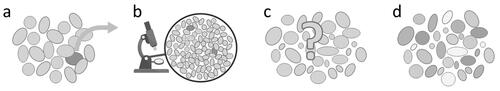Figure 2. (a) Macroscopic analysis (result: count, weight), (b): microscopic analysis (result: Boolean presence/absence), (c) identification (result: identity), (d): composition (result: identities and share of the ingredients).