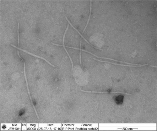 Figure 2. Transmission Electron Microscopic analysis at 80000X showing flexuous rod-shaped particles of Cymbidium mosaic virus.