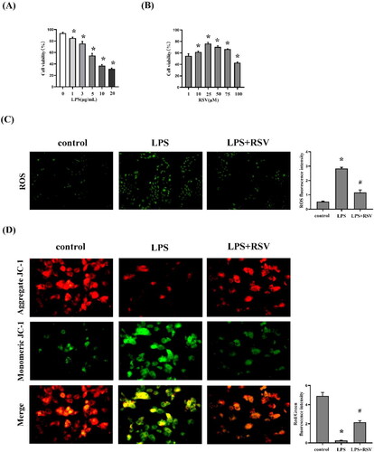 Figure 5. Effect of resveratrol on oxidative stress and mitochondrial function in H9c2 cells. (A) Viability of H9c2 cells after LPS stimulation under different concentrations (0, 1, 3, 5, 10 and 20 µg/mL), n = 3 per group. (B) Viability of H9c2 cells after RSV treatment for 24 h (1, 10, 25, 75, and 100 μM), n = 3 per group. (C) ROS in H9c2 cells with 5 µg/mL LPS and 25 µM RSV, n = 3 per group. (D) The changes of MMP were measured by JC-1 probes, n = 3 per group. Data are expressed as mean ± SD. *p < 0.05 versus control. #p < 0.05 versus LPS.