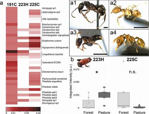 Figure 5. Alkaloid profiles of ants and their abundance in frogs from the same habitat. (a) Alkaloids previously described in poison frogs and their abundance across 21 ant species is shown in a heatmap, where alkaloid abundance is plotted in increasing abundance from pink to dark red; white is below the limit of detection. (a1-a4) Representative ant species that were positive for 223H are shown including (a1) Ectatomma ruidum, (a2) Linepithema tsachila, (a3) Hypoponera sp., and (a4) Pheidole nitella; scale bar 1 mm. (b) Alkaloids 223H (right) and 225C (left) were also detected in frogs. 3,5-disubstituted pyrrolizidine 223H is significantly more abundant in pasture frogs while there is no difference in 2,5-disubstituted pyrrolidine alkaloid 225C in frogs from different habitats.