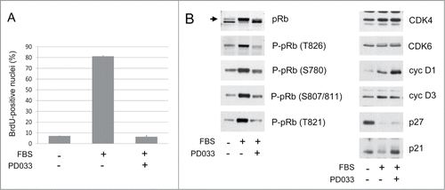 Figure 1. Inhibition of DNA synthesis and pRb phosphorylation by continuous PD0332991 treatment. (A, B) Quiescent T98G cells were stimulated (+) or not stimulated (−) with 10 % FBS for 16 h in the presence (+) or in the absence (−) of 250 nM PD0332991. (A) DNA synthesis was evaluated from duplicate dishes by counting the percentage of nuclei having incorporated BrdU during the last 30 min of stimulation (mean + range from duplicate dishes). (B) Western Blotting analyses from whole cell lysates with the indicated antibodies. Arrow indicates the hyperphosphorylated forms of pRb.