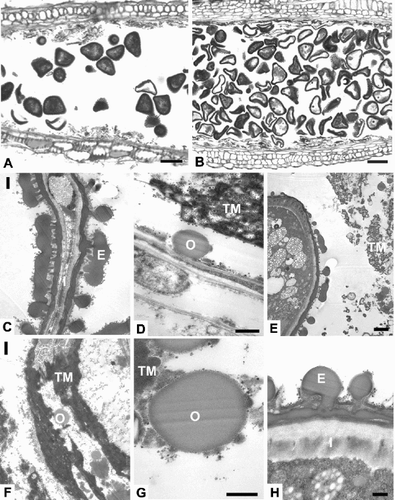 Fig. 6. Aechmea dichlamydea var. trinitensis. A. Anther locule containing pollen with the cytoplasm darkly stained (LM). B. Anther locule containing collapsed sterile pollen lacking cytoplasm (LM). C. Collapsed sterile pollen with exine and intine (TEM). D. A possible orbicule and remains of the tapetum adjacent to the locular wall (TEM). E. A mature pollen grain inside the locule with some tapetal material (TEM). F. Remains of the tapetum with possible orbicules (TEM). G. Detail of a possible orbicule (TEM). H. Detail of the pollen exine and intine (TEM). E=exine, I=intine, O=possible orbicule, TM=tapetal material. Bars – 30 μm (A, B); 1 μm (C, F); 0.5 μm (D, G, H); 2 μm (E).