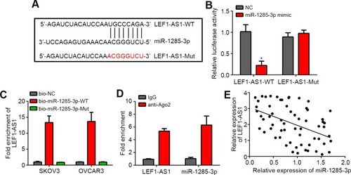 Figure 3 LEF1-AS1 was the sponge for miR-1285-3p. (A) The binding sequence between LEF1-AS1 and miR-1285-3p were predicted by miRDB. (B) Luciferase reporter assay showed that LEF1-AS1-WT activity was inhibited by miR-1285-3p mimics in SKOV3 cells. (C) RNA pulldown analysis indicated that LEF1-AS1 bound to miR-1285-3p in SKOV3 cells. (D) RIP assay was used to analyze the binding of LEF1-AS1 to Ago2. (E) Co-expression analysis between LEF1-AS1 and miR-1285-3p in 62 ovarian cancer tissues. *P<0.05.