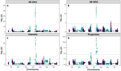 Figure 8. Manhattan plots with a significance threshold resulting from the GWAS analysis showing significant peaks for the aleurone color traits A) bB as measured from the 2021 harvested grain, B) bB as measured from the 2022 harvested grain, C) intensity of blue aleurone measured from the 2021 harvested grain, and D) proportion of grains with blue aleurone measured from the 2021 harvested grain.