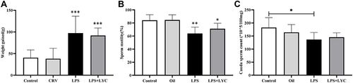Figure 1 Effects of LYC on post-LPS weight gain and sperm quality of caudal epididymis. (A) weight gain (B) sperm motility (C) sperm count. *P<0.05, **P<0.01, ***P<0.001, Compared with Control and Oil. #P<0.05, ##P<0.01, ###P<0.001, Compared with LPS alone.