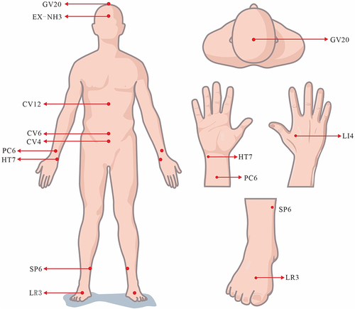 Figure 2 Locations of the selected acupoints.