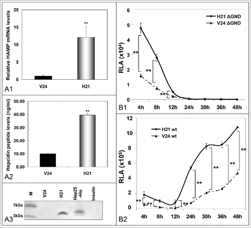 Figure 3. Hepcidin overexpression modulates HCV propagation. A. Validation of the hepcidin-overexpressing hepatoma cell line H21 by measurement of HAMP mRNA levels with qRT-PCR (A1), secreted hepcidin peptide levels with ELISA (A2), as compared to the “empty vector” cells (V24, black bar). A3. Immunoprecipitation of hepcidin peptide secreted by H21 cells with a monoclonal anti-hepcidin antibody. B. Electroporation of H21 cells with defective (B1) or wt (B2) HCV replicon RNA and RLA determination at various time points p.t. demonstrates viral translation and replication efficiency under conditions of overexpressed hepcidin. (M: marker).