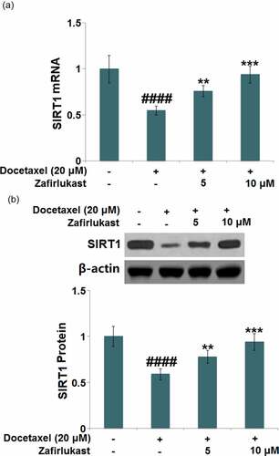 Figure 6. Zafirlukast restored Docetaxel-induced reduction of SIRT1 in LO-2 hepatocytes. (a). mRNA of SIRT1; (b). Protein levels of SIRT1 (####, P < 0.0001 vs. control group; **, ***, P < 0.01, 0.005 vs. Docetaxel group)