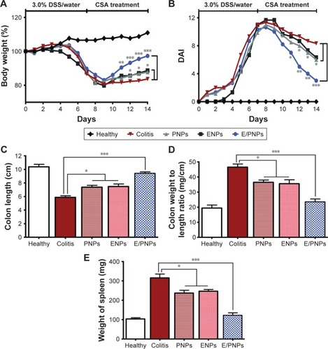 Figure 5 Body weight changes and DAI during the experimental period and macroscopic assessment of colitis after CSA-loaded nanoparticle treatment: (A) body weight changes (%); (B) DAI; (C) colon length; (D) colon length/weight ratio; and (E) spleen weight. Error bars are not shown in parts (A and B) for reasons of clarity; n=5 mice/group; *p<0.05, **p<0.01, ***p<0.001 compared with colitis control.Abbreviations: DAI, disease activity index; CSA, cyclosporine A; DSS, dextran sodium sulfate; PNPs, poly(lactic-co-glycolic acid) (PLGA) nanoparticles; ENPs, Eudragit FS30D nanoparticles; E/PNPs, Eudragit FS30D/PLGA nanoparticles.