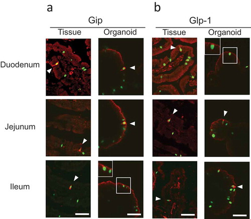 Figure 2. Expression of Gip and Glp-1 in native tissues and intestinal organoids.