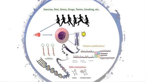 Figure 1. Epigenetic modifications after environmental stimuli (e.g. exercise).