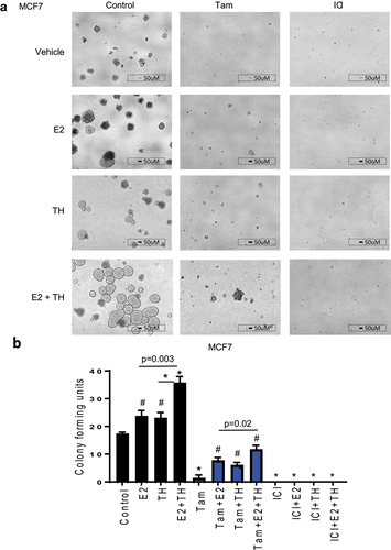 Figure 3. Estrogen with thyroid hormone increases colony-forming units and enhances tamoxifen mediated resistance in ER+ BC cells. (a) MCF7 cells were treated as defined in Figure 1a for 7 days than replenished with new media and subsequent treatment for another 7 days. Total colony forming units were imaged at 4 × . A representative experiment is shown from three representative experiments. Scale bar 50 µm. (b) colony forming units were quantified using BioRad imager. Student t-test was performed on biological triplicates, * p < 0.0001, # p < 0.001 relative to control or otherwise specified.