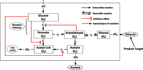 Figure 1. Central metabolism of Saccharomyces cerevisiae. Reaction r1 is a lumped process of glucose conversion to become pyruvate and reaction ri, i = 2,…,6 is a chemical conversion catalysed by: (2) pyruvate decarboxylase, (3) pyruvate dehydrogenase complex, (4) alcohol dehydrogenase, (5) acetaldehyde dehydrogenase and (6) acetyl-CoA synthetase.