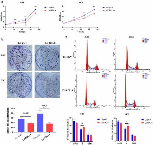 Figure 3. RPL14(eL14) inhibits proliferation and carcinogenesis in NPC. CCK-8 assay (a), colony formation assay (b). Cell cycle distribution (c). *p < 0.05, **p < 0.01 and ***p < 0.001