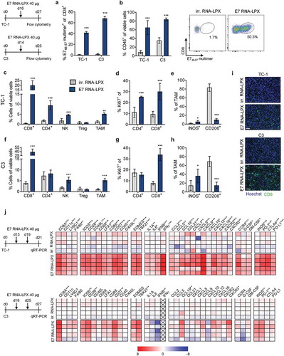 Figure 3. Tumors of E7 RNA-LPX immunized mice have brisk immune infiltrates, E7-specific CD8+ T cells and a proinflammatory, cytotoxic and less immune-suppressive contexture Analysis of TIL in TC-1 (a, b, c-e) and C3 tumors (a, b, f-h) resected from mice (n=5/group) 11 days after one immunization with E7 RNA-LPX or irrelevant (OVA257-264) RNA-LPX (TC-1: ~63 mm3 and C3: ~65 mm3 at therapy start). (a) Percentage of CD45+ cells and (b) frequency of E749-57-specific CD8+ T cells in TC-1 and C3 tumors as measured by flow cytometry. (b, right) Representative E749-57 multimer staining in TC-1 tumors. (c, f) Frequency of leukocyte subsets in (c) TC-1 and (f) C3 tumors. (d, g) Ki67+ fraction of tumor-infiltrating CD4+ and CD8+ T cells in (d) TC-1 and (g) C3 tumors. (e, h) Expression of iNOS and CD206 in TAM of (e) TC-1 and (h) C3 tumors. (i) Immunofluorescent staining of CD8+ T cell infiltration (green) in TC-1 (top) and C3 (bottom) tumors (nuclear staining: Hoechst (blue), scale bar = 50 µm). (j) Gene expression analysis of selected genes in TC-1 (top) and C3 tumors (bottom) resected after two immunizations with E7 RNA-LPX or irrelevant (OVA257-264) RNA-LPX determined by qRT-PCR. Tumor tissues were harvested two days after the last immunization. Heatmaps display log2-fold changes calculated and normalized to irrelevant (OVA257-264) RNA-LPX treated mice. (a-h) Significance was determined using unpaired, two-tailed Student’s t-test and (j) Holm-Šídák multiple comparison test. Mean±SD. TIL: Tumor-infiltrating lymphocytes; TAM: Tumor-associated macrophages; iNOS: Inducible nitric oxide synthase.