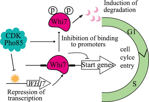 Figure 2. Pho85 promotes the G1/S transition through regulating Whi7.