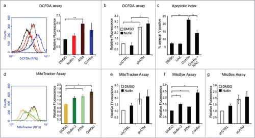 Figure 2. Loss of ATM activity promotes accumulation of ROS and mitochondria. (A) HCT116 cells were treated with DMSO, Nutlin-3, ATMi or the combination for 24 hours, prior to incubation for 30 min with 10 μM dichlorofluoresceine diacetate (DCFDA) at 37°C and analysis via flow cytometry. (Left) Representative histogram for DMSO (black), Nutlin-3 (red), ATMi (maroon) and combination (blue) treated cells. (Right) Histogram of DCFDA replicates. (B) HCT116 cells stably expressing an shRNA targeting ATM were treated as indicated for 24 hours prior to DCFDA analysis by flow cytometry. (C) HCT116 cells were treated with 5 mM N­-acetyl cysteine (NAC) prior to addition of Nutlin-3 and ATMi for 24 hours followed by analysis of Annexin V levels by flow cytometry. (D) HCT116 cells were treated as in (A), prior to incubation for 30 min with 100 nM MitoTracker Green at 37°C and analysis via flow cytometry. (Left) Representative histogram for DMSO (yellow), Nutlin-3 (green), ATMi (light green) and combination (brown) treated cells. (Right) Histogram of DCFDA replicates. (E) HCT116 cells stably expressing an shRNA targeting ATM were treated as indicated for 24 hours prior to MitoTracker Green analysis by flow cytometry. (F) HCT116 cells were treated as in (A) prior to incubation with 5 μM MitoSox for 30 min at 37°C and analysis via flow cytometry. (G) HCT116 cells stably expressing an shRNA targeting ATM were treated as indicated for 24 hours prior to MitoTracker Green analysis by flow cytometry. Data presented are average of at least 3 independent replicates +/− SEM. *P < 0.05, **P < 0.01.