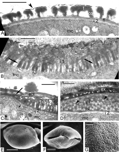 Figure 10. Pollen grains of Chamaedorea microspadix. A. Interaperture region. Weak-contrasted, fine-fibrillar second layer of intine (i 2) continues around the whole pollen grain. A very thin supratectum layer (arrowhead) covers the tectum. B. Unlike the second intine layer, the channelled intine-1 (i 1) stretches only over the aperture region. The channels of intine-1 (arrows) are cylindrical structures in radial sections. C. Half-an-aperture view. Both intine-1 (i 1) and intine-2 (i 2) are discernible, and also the ectexine (ect) and a dark-contrasted thin endexine (arrow). D. When cross-sectioned, the channels of intine-1 (i 1) appear as circular units with fibrillar contents (arrowheads). E‐G. SEM images of mature pollen grains. E. Proximal view. F. Distal view with sulcus. G. The sculpture of pollen grain can be regarded as perforate. Legend to all figures: co – columella, ex – exine, fl – foot layer, mc – microspore cytoplasm, t – tectum. Scale bars – 1.0 μm (A–D, G), 5.0 μm (E, F).