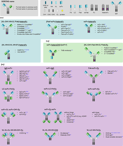 Figure 1. A lack of standardized nomenclature turns the “zoo” of multi-specific antibodies into a stampede. Diagrams from various prior works describing MsAbs are presented. VERITAS names of these molecule formats are bolded, while the various names assigned to them by prior work are listed as bullet points to the right of each diagram. Note that the same format is often referred to with different names across various works.