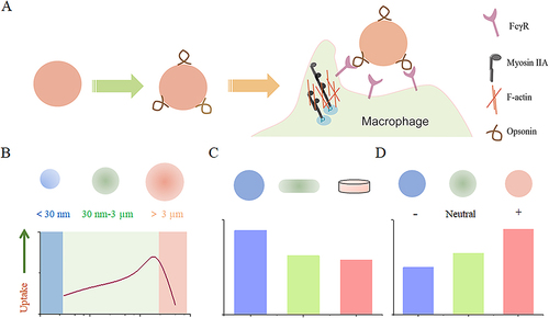 Figure 1 The impact of nanoparticle size, shape, and surface charge on interactions with macrophages. (A) Nanoparticle carriers quickly adsorb complement components from the plasma upon entering the vascular system, enhancing their recognition by macrophages. (B) Spherical particles of different sizes affect their interaction with macrophages. Particle sizes ranging from 30 to 3000 nm have been shown to increase macrophage recognition. Conversely, smaller nanoparticles below 30 nm or larger nanoparticles above 3 μm tend to reduce their interaction with macrophages. (C) Distinct nanoparticle shapes exhibit unique properties that significantly affect interaction with cell membranes, and uptake by macrophages. (D) The charge carried by nanoparticles, resulting from various surface chemistries, also affects their interaction with macrophages. Positively charged particles have a greater tendency to be captured by macrophages.