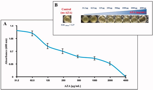 Figure 3. Effect of AZA on E. coli cells grown in MH for 6 h in presence of the eight different concentrations of AZA reported on the x-axis. (A) Bacterial growth has been monitored by measuring the optical density at 600 nm. (B) reports the wells showing the E. coli growth and the control represented by the bacterial cells with no AZA. Each data point is the mean value of at least three independent experiments.