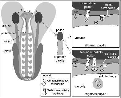 Figure 1. Models for cellular responses in the stigmatic papilla to compatible vs. self-incompatible pollen. The recognition of compatible pollen activates exocyst-mediated polarized secretion in the stigmatic papilla toward the pollen grain, and the subsequently released vesicle cargo promotes pollen germination. Following self-incompatible pollination, the basal compatibility pathway is again activated, but the simultaneously activated self-incompatibility pathway prevents polarized secretion and induces autophagy. As a result, the cargo needed for pollen germination is not delivered, and the self-pollen is rejected. Abbreviations: CW, cell wall; PM, plasma membrane; v, vesicle; A, ARC1; exo, exocyst.