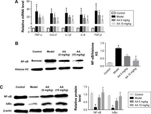 Figure 4 AA suppresses CCl4-induced inflammation and NF-κB/IκBα signaling pathway.